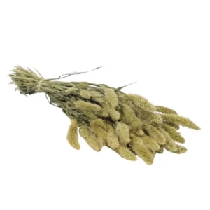 Dried Setaria