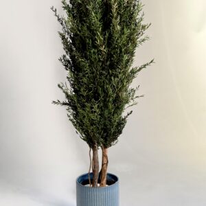 Stabilized plant “Lepto Tree”