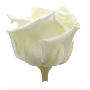 Stabilized Rose - Cream