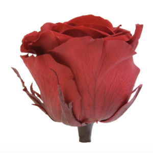 Preserved Rose - Burgundy