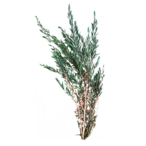 Stabilized Lungifolia branches, green