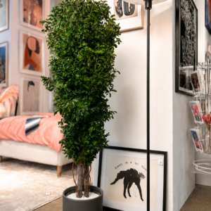 Stabilized plant “Slim Pittosporum tree”