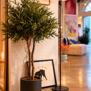 Stabilized plant “Nicoly Crown tree”