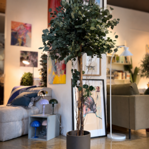 Stabilized plant “Populus Crown tree”