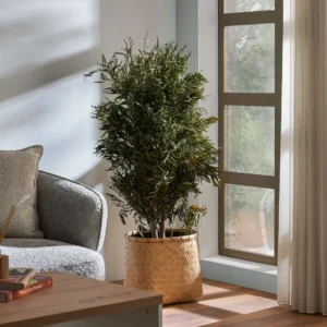 Stabilized plant “Wide Nicoly tree”