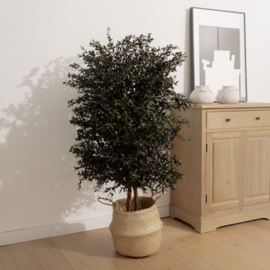 Stabilized plant “Wide Parvifolia tree ”