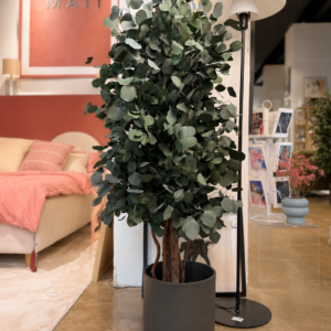 Stabilized plant “Wide Populus tree”