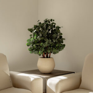 Stabilized plant “Bush Populus tree” 100cm