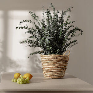 Stabilized "Baby blue plant" 0.7m