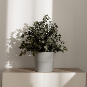 Stabilized plant “Cinerea green” 0,7m