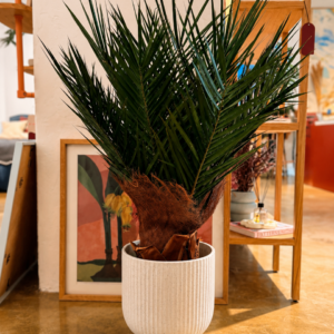 Stabilized Phoenix Palm Tree