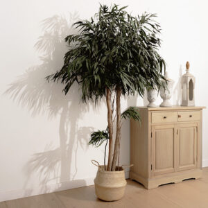 Stabilized plant “Pendula crown tree” 2m