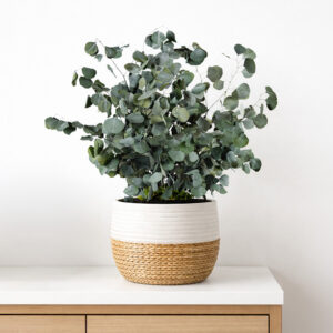 Stabilized plant “Populus green” 0.7m