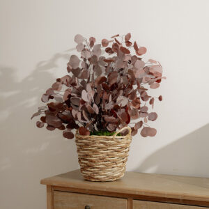 Stabilized plant “Populus mokka” 0.7m