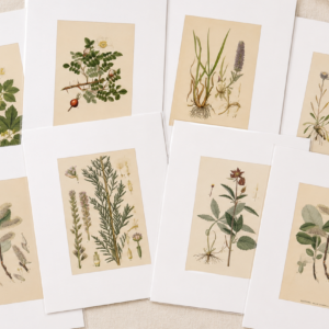 Vintage Posters "Botanical Prints 1905"